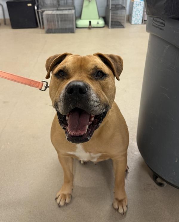 Enlarge Riff Ruff, a Adoptable mixed breed in Millersville, MD image 3/3