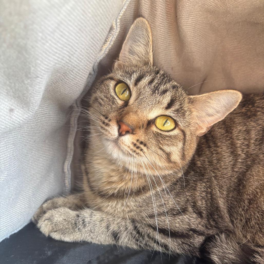 Olivia, Adoptable, Young Female Domestic Short Hair.