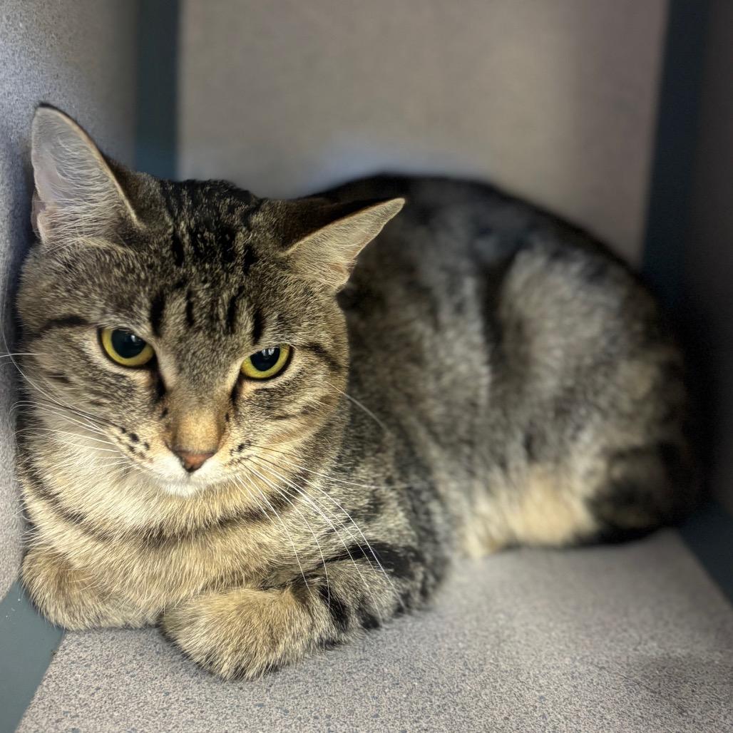 Enlarge Olivia, a Adoptable Domestic Short Hair in Marshalltown, IA image 2/3