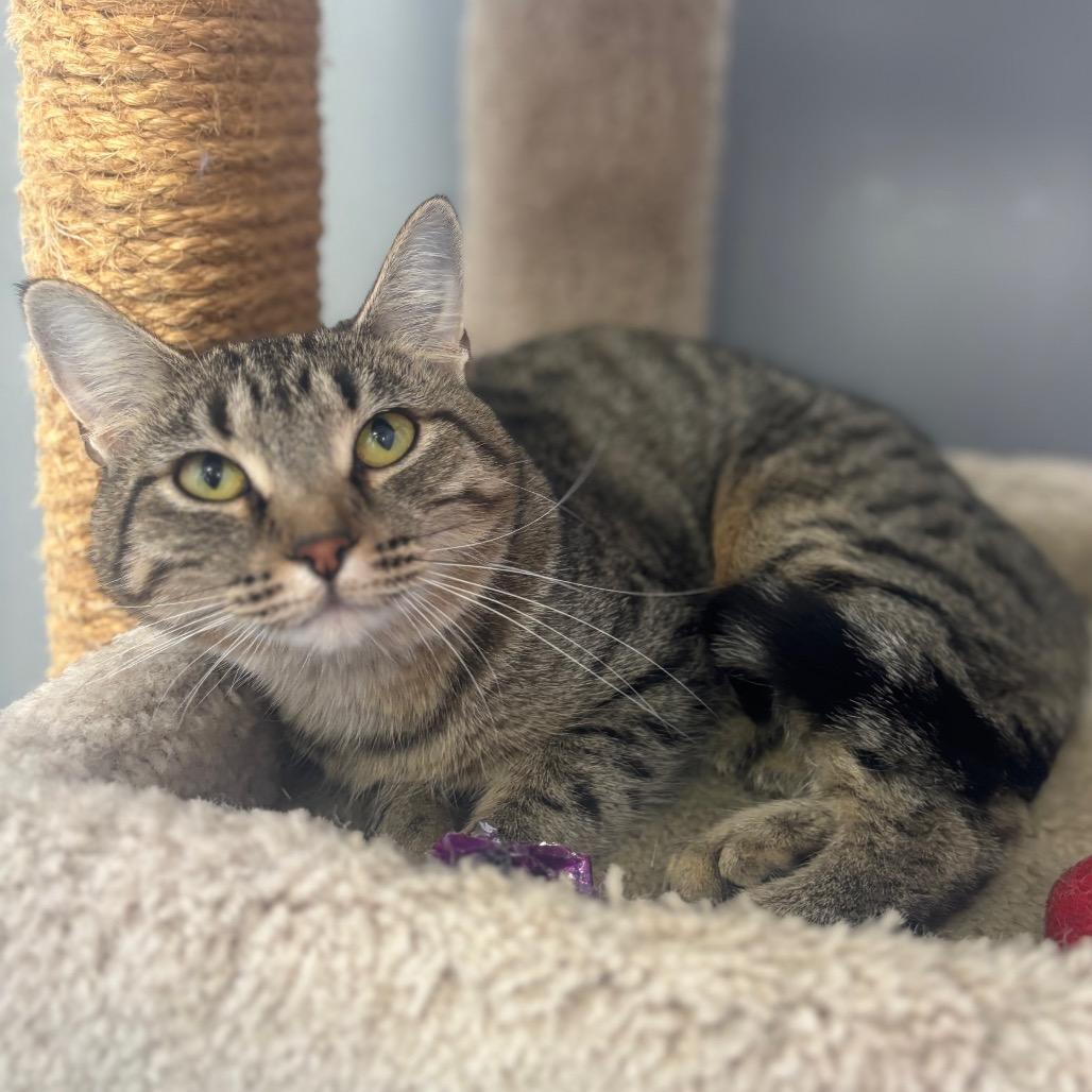Enlarge Olivia, a Adoptable Domestic Short Hair in Marshalltown, IA image 3/3