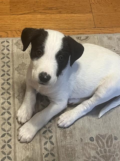 Enlarge STEREO, a Adoptable mixed breed in Colorado Springs, CO image 1/1