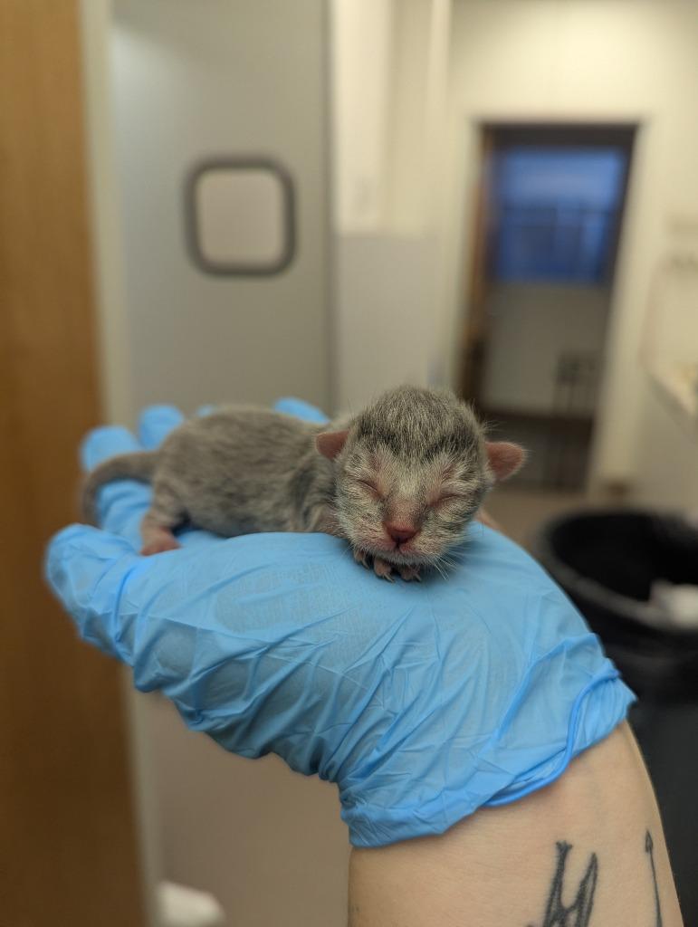 Bonnie, Adoptable, Kitten Female Domestic Short Hair.