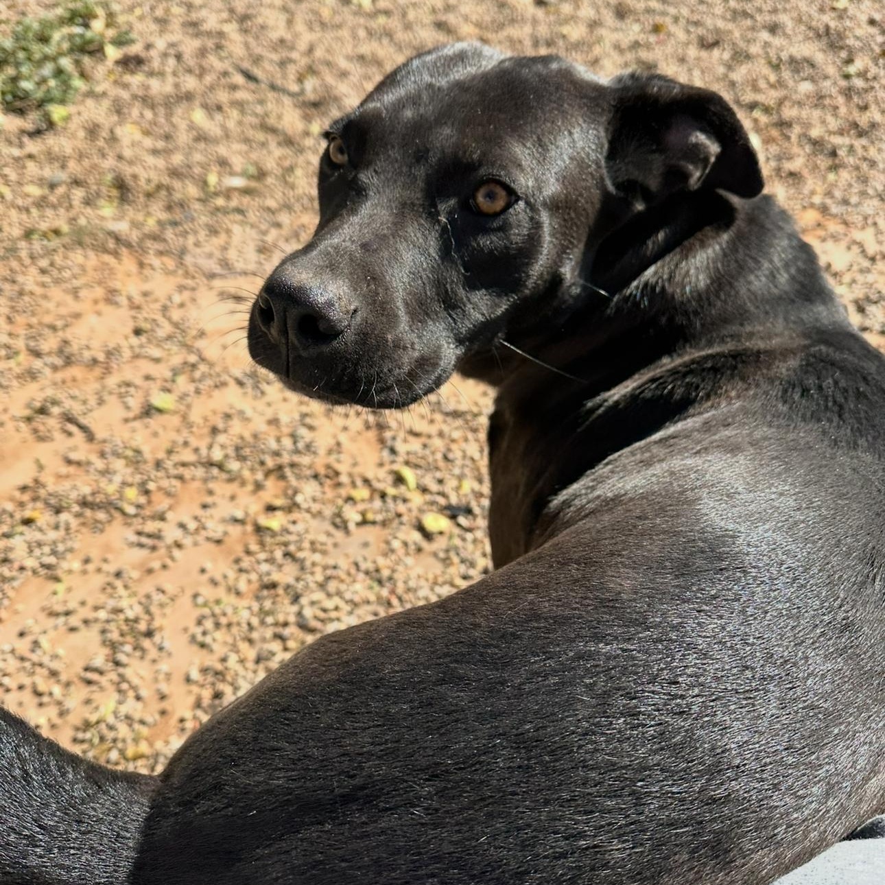 Midnight, Adoptable, Young Male Black Labrador Retriever.