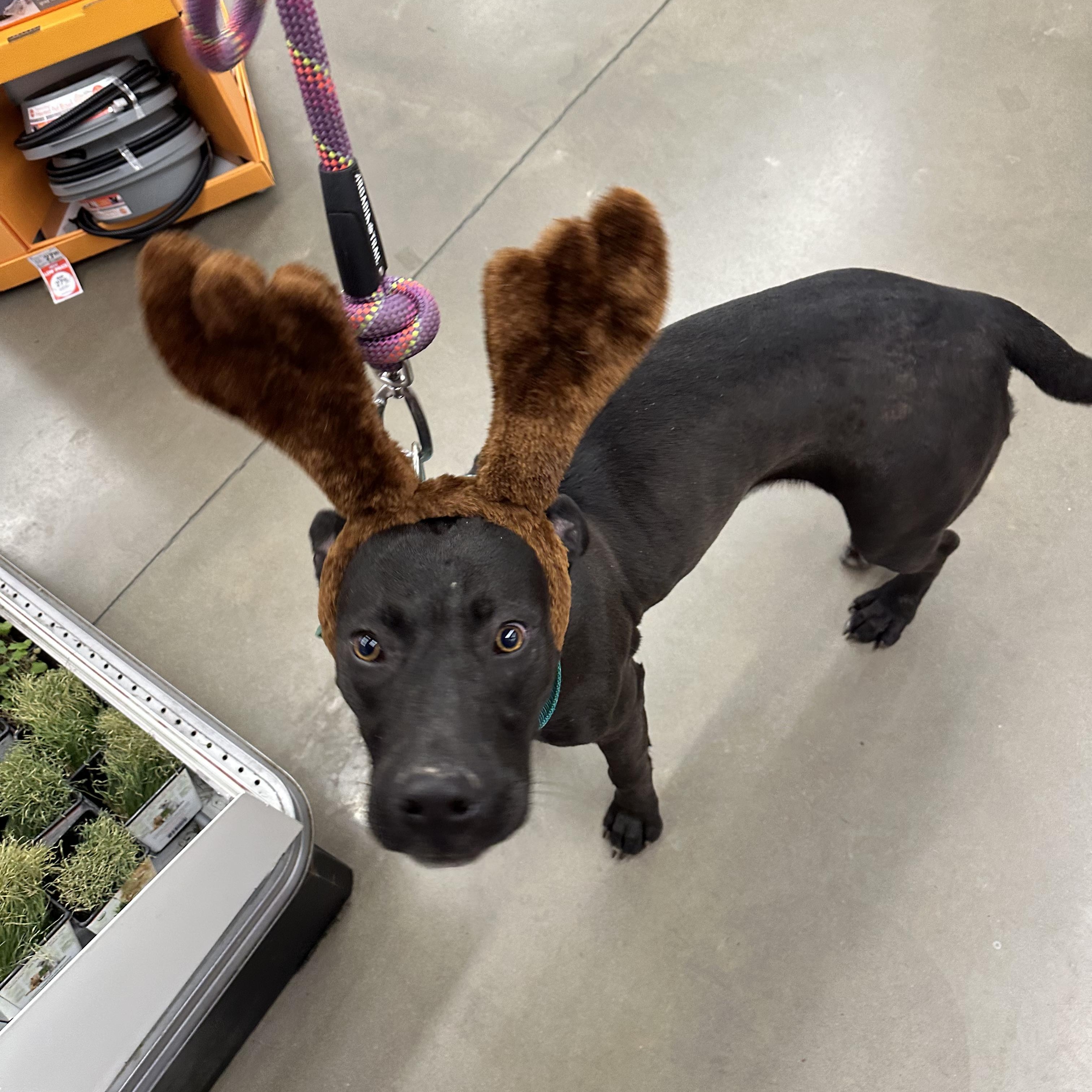 Enlarge Midnight, a Adoptable mixed breed in Clovis, NM image 2/4