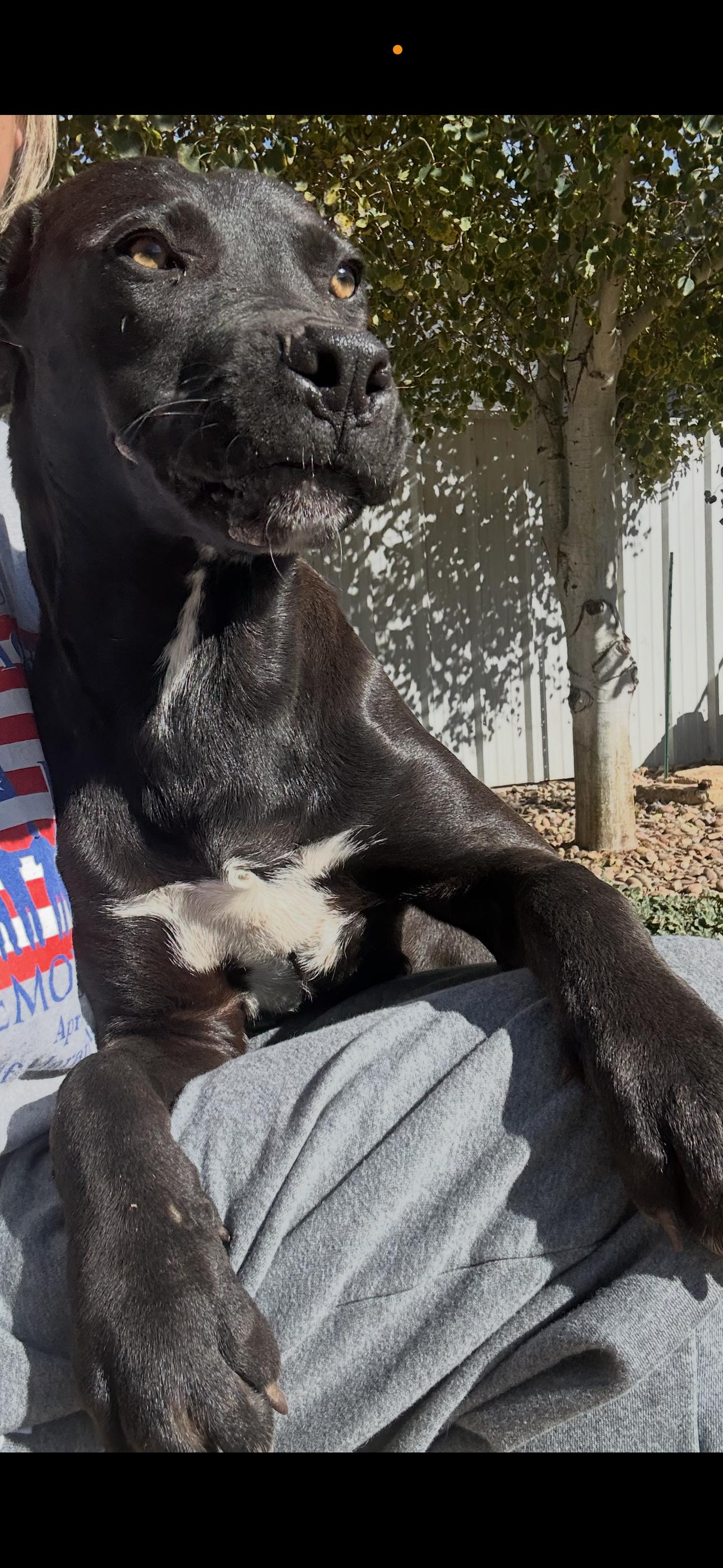 Enlarge Midnight, a Adoptable mixed breed in Clovis, NM image 3/4