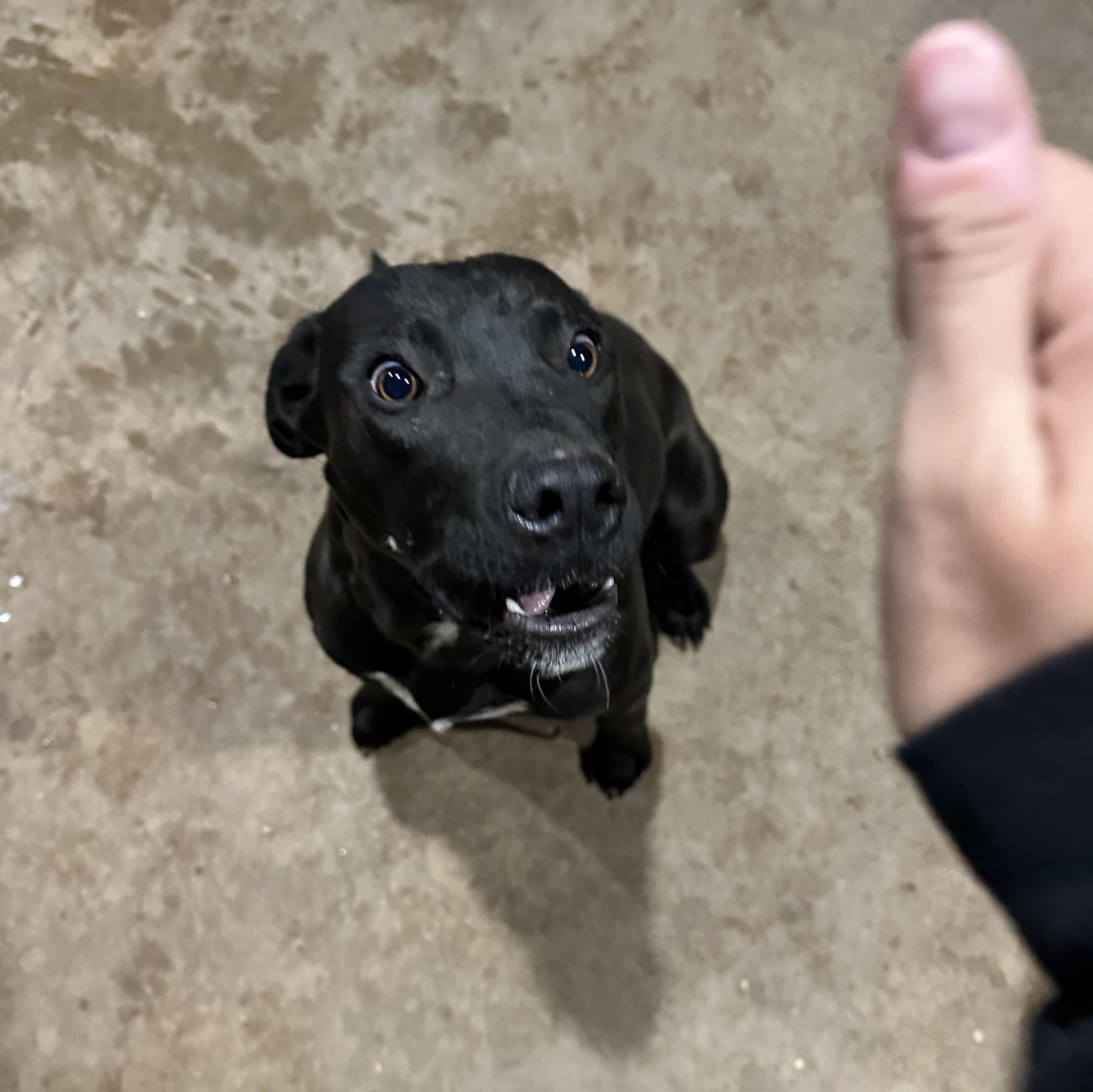 Enlarge Midnight, a Adoptable mixed breed in Clovis, NM image 4/4