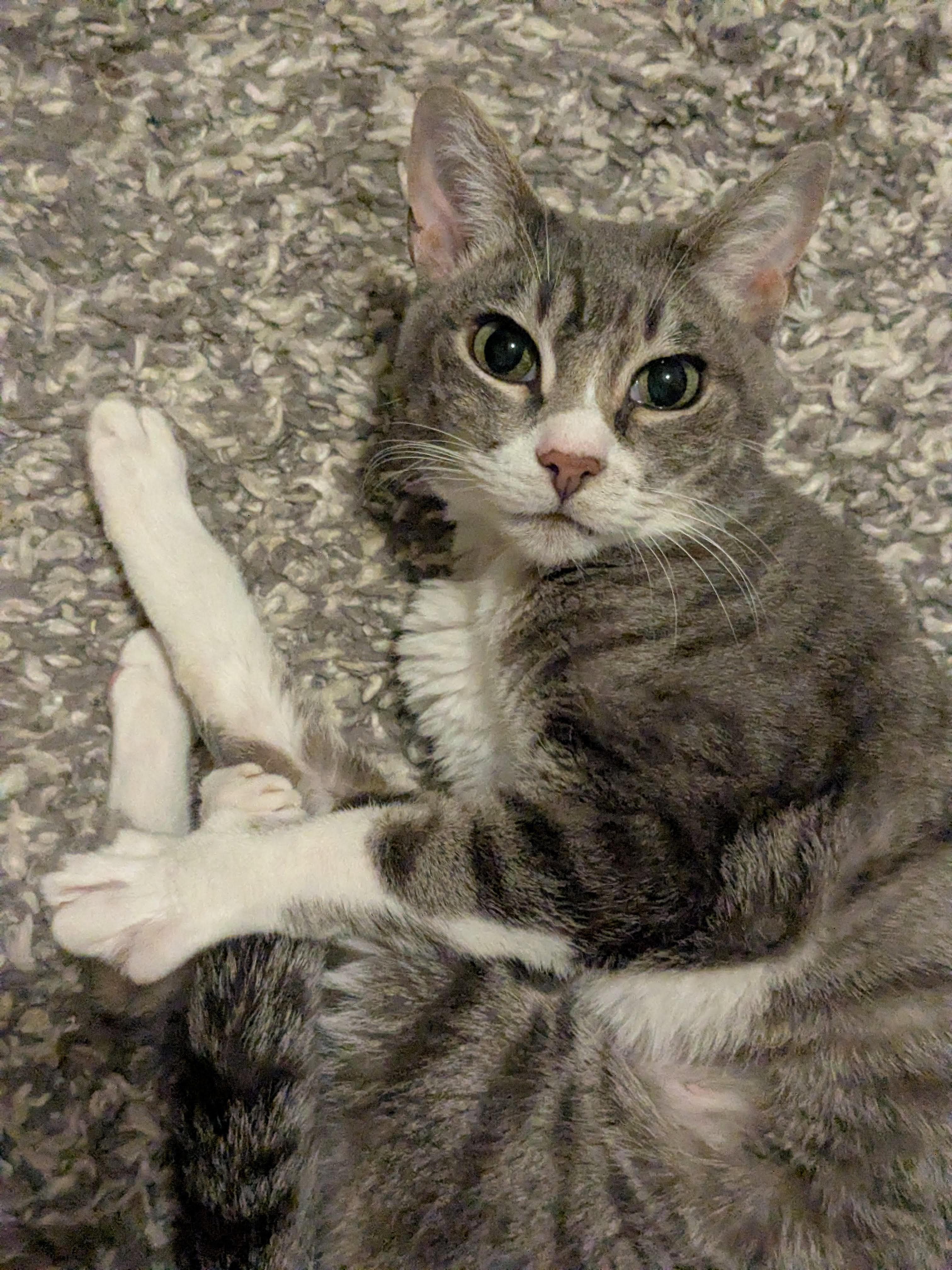 Enlarge Taisa, a ADOPTABLE Domestic Short Hair in BURNABY, BC image 1/1