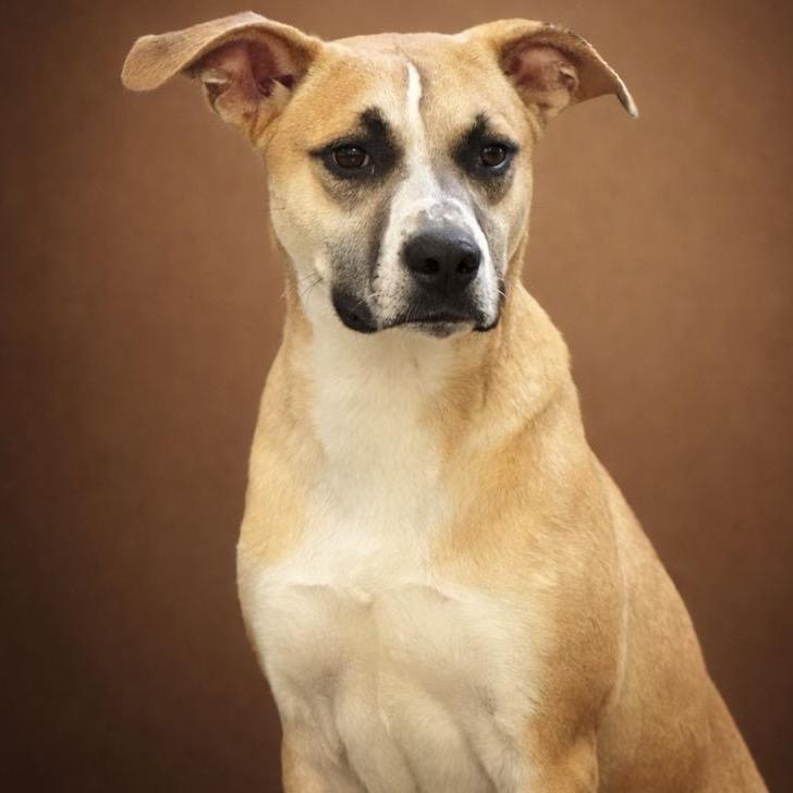 Enlarge Emile, a Adoptable mixed breed in Jacksonville, AR image 3/3
