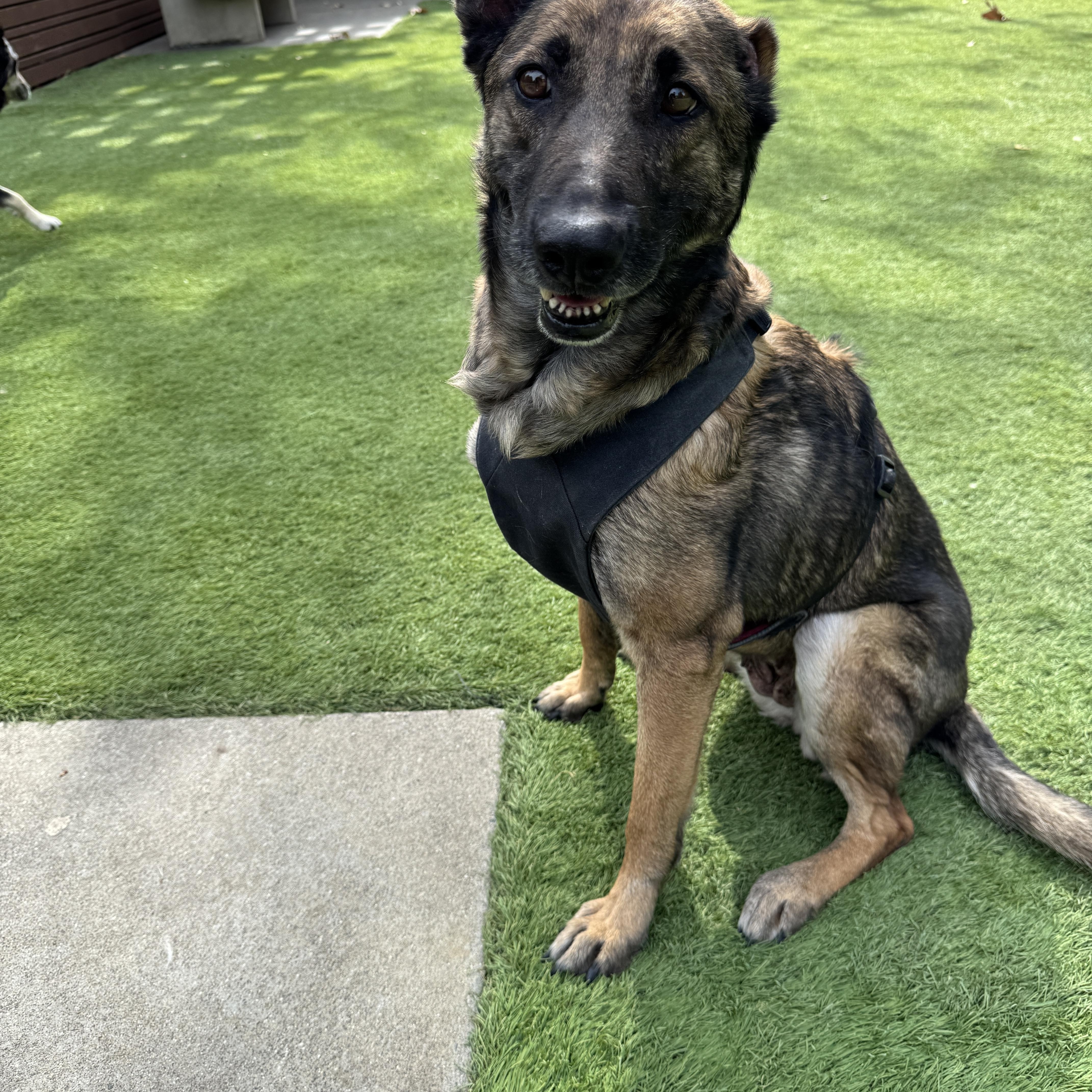 Enlarge Edie , a ADOPTABLE mixed breed in Los Angeles, CA image 3/3