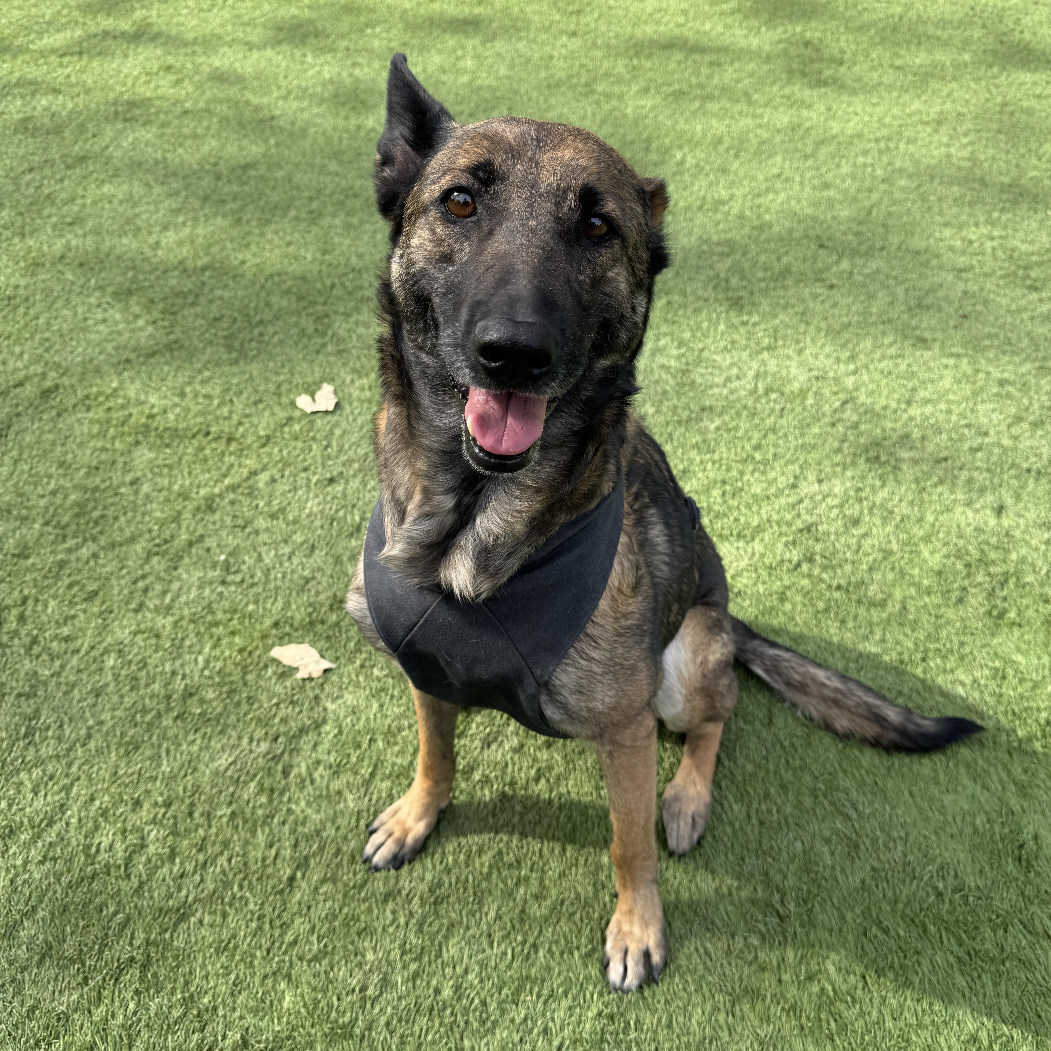 Enlarge Edie , a ADOPTABLE mixed breed in Los Angeles, CA image 2/3