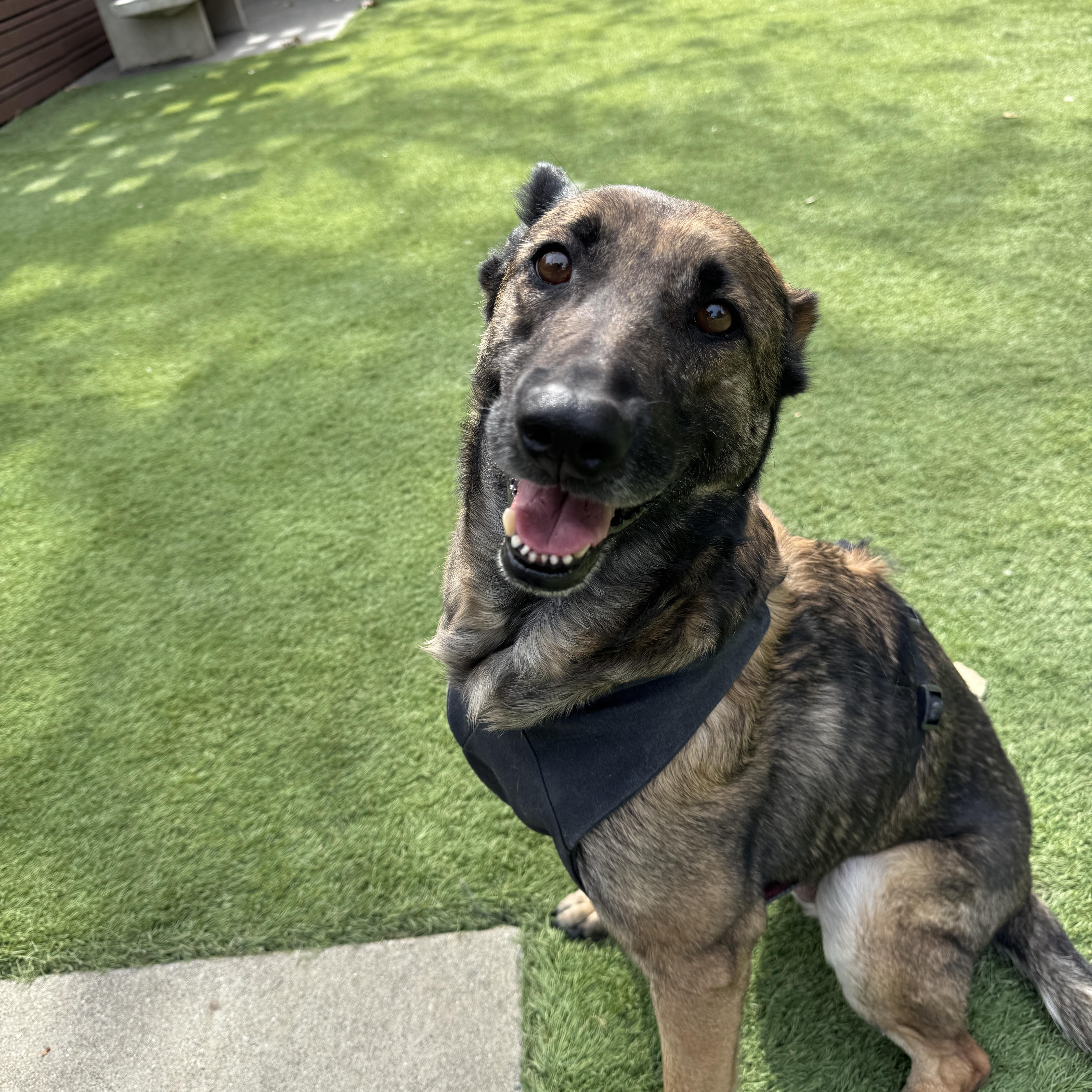 Enlarge Edie , a ADOPTABLE mixed breed in Los Angeles, CA image 1/3