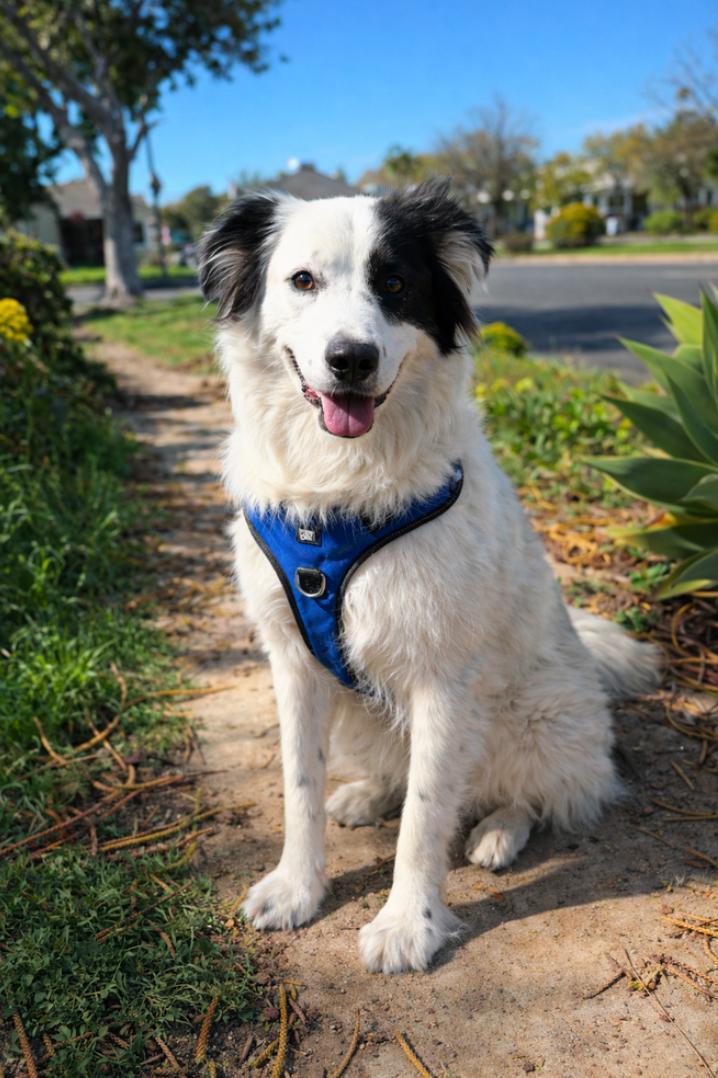 Enlarge Bear, a ADOPTABLE Border Collie in Los Angeles, CA image 2/2