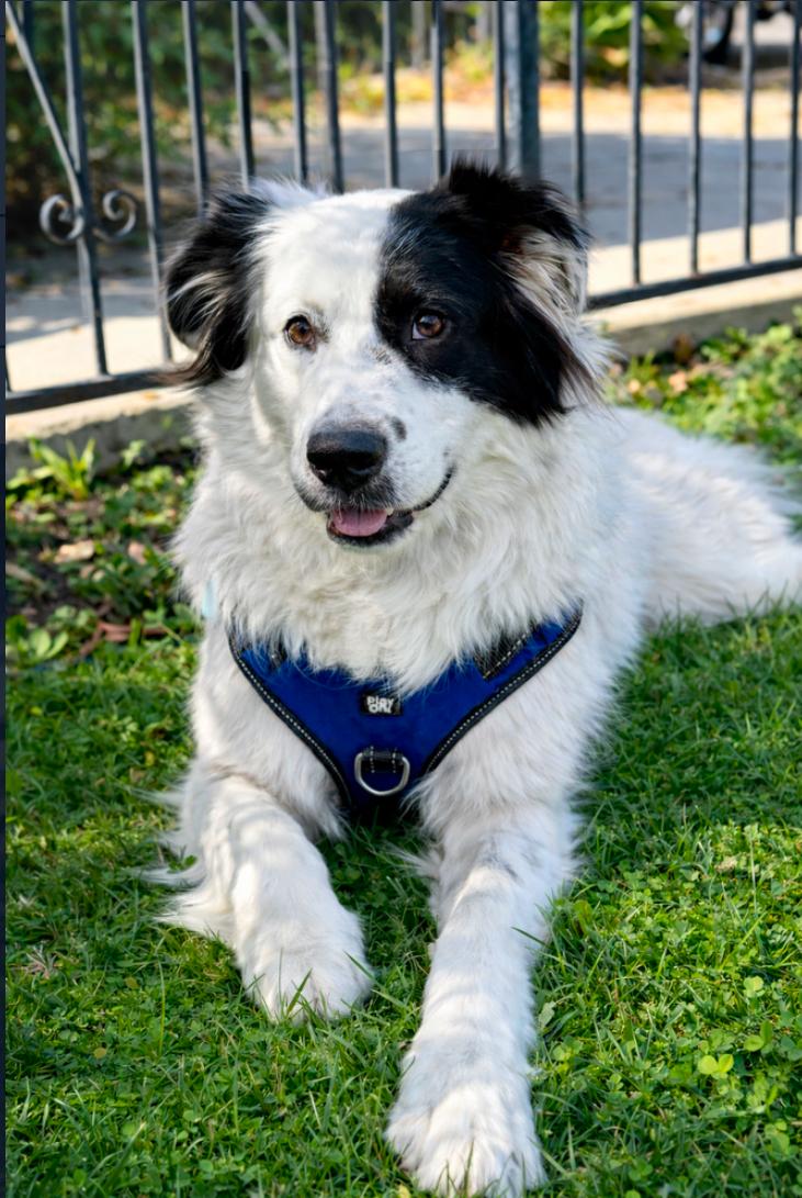 Bear, ADOPTABLE, Adult Male Border Collie.