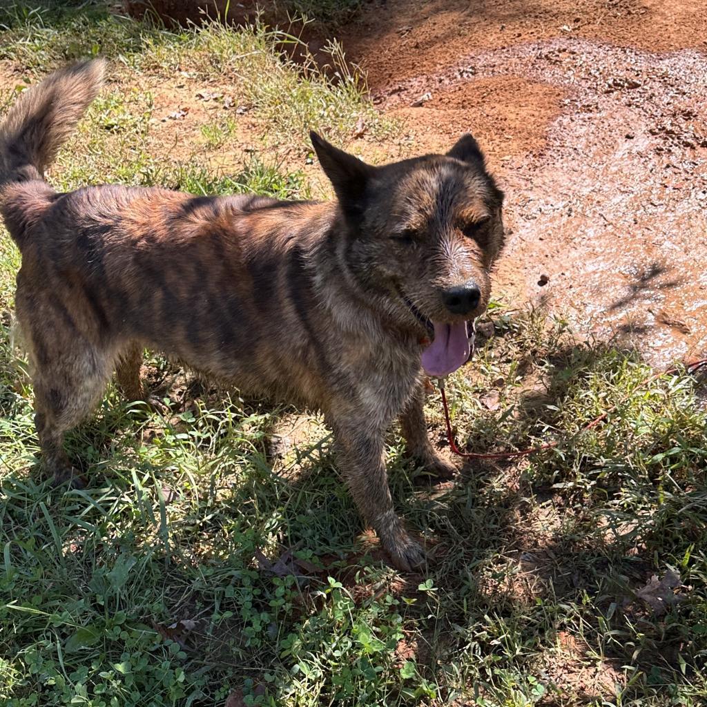 Enlarge Maggie, a Adoptable Mixed Breed in Lynchburg, VA image 1/2