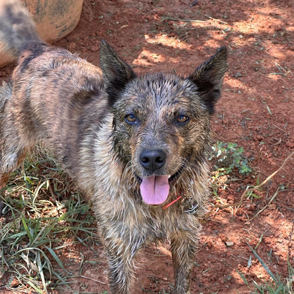 Enlarge Maggie, a Adoptable Mixed Breed in Lynchburg, VA image 2/2