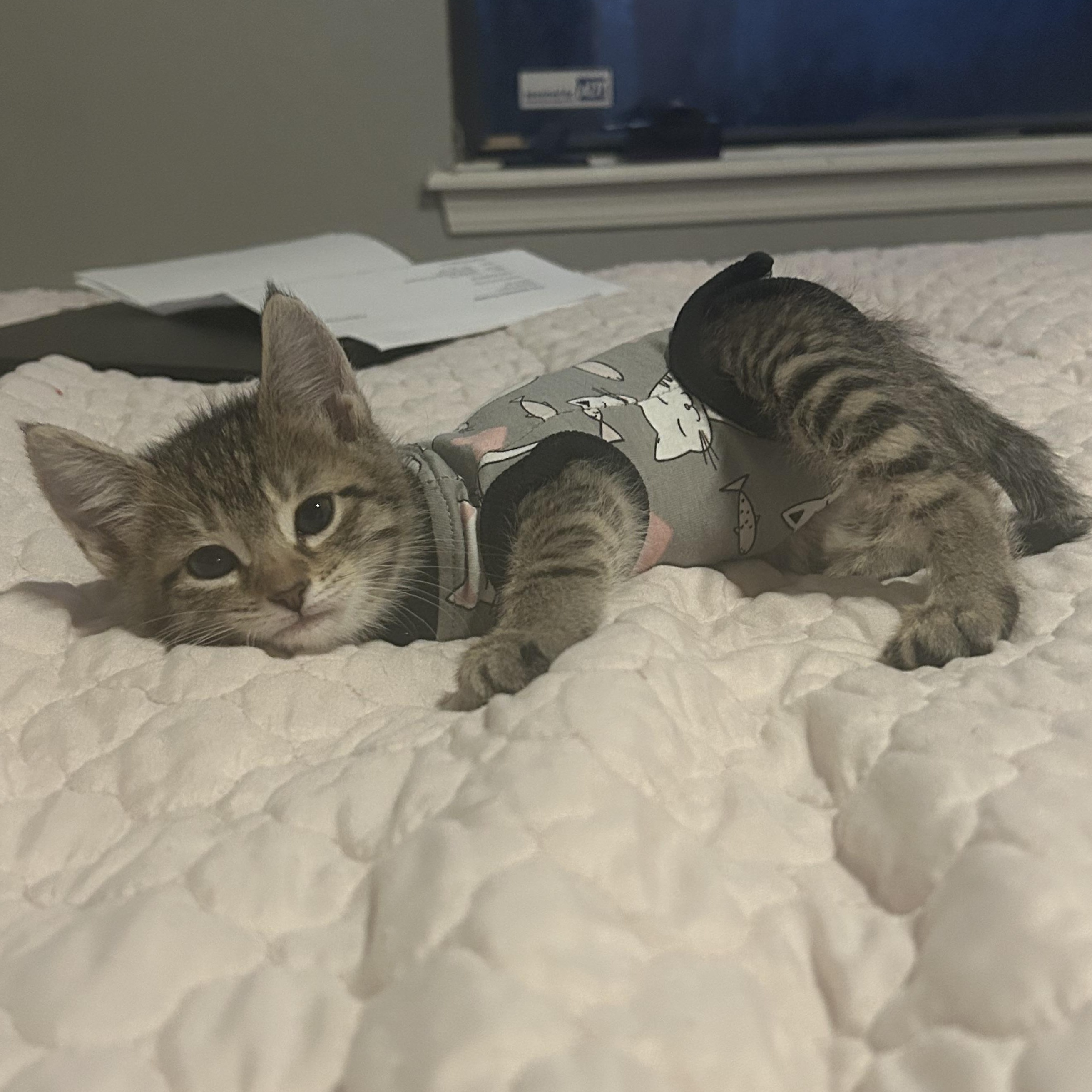 Ada, ADOPTABLE, Kitten Female Domestic Short Hair.