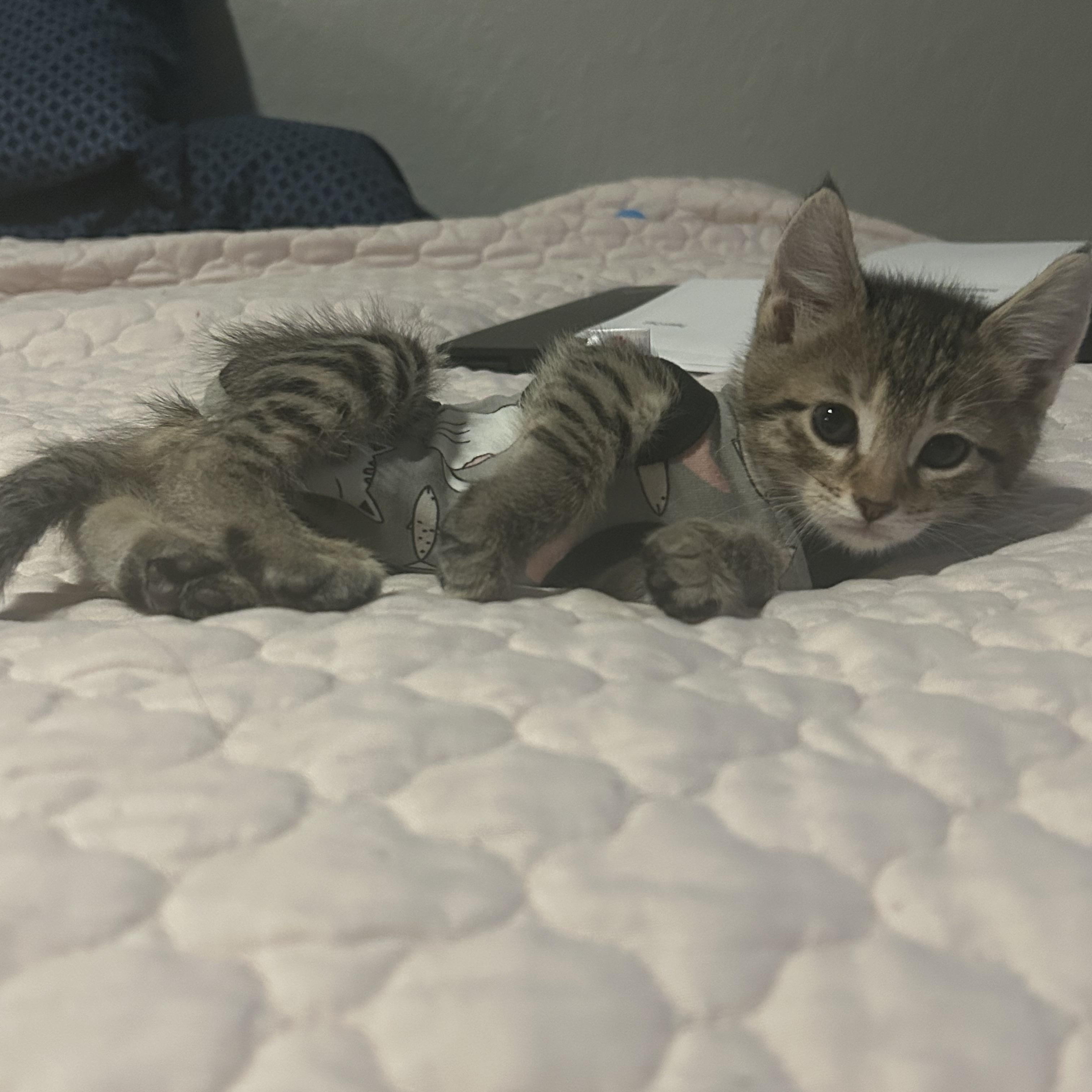 Ada, a ADOPTABLE Domestic Short Hair in Tulsa, OK image 2/5