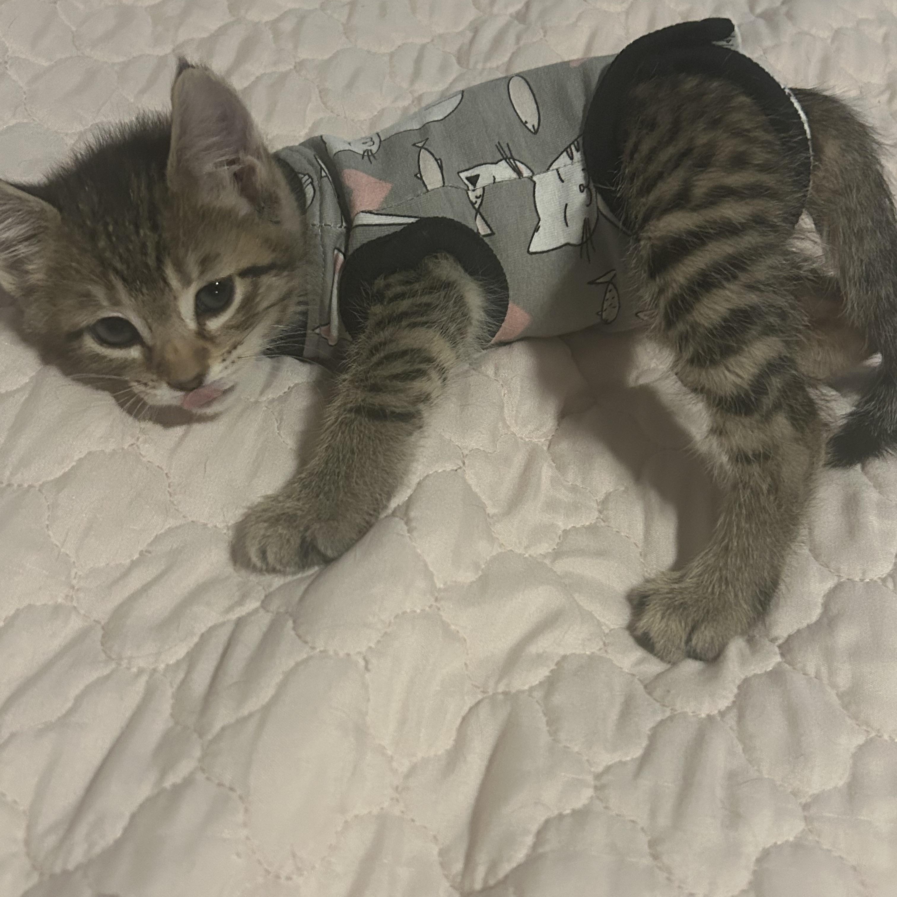 Ada, a ADOPTABLE Domestic Short Hair in Tulsa, OK image 5/5