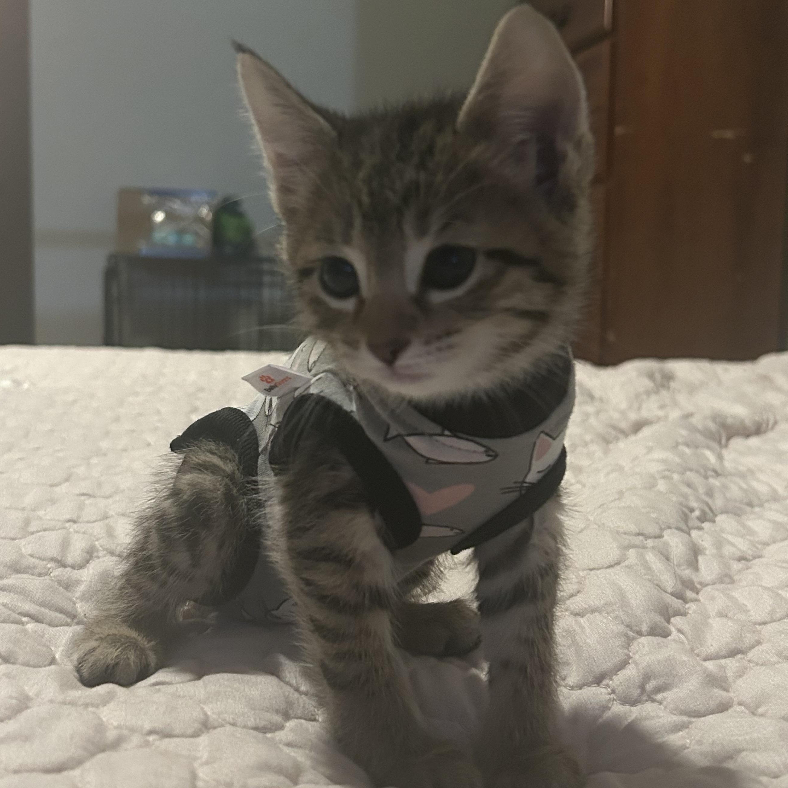 Ada, a ADOPTABLE Domestic Short Hair in Tulsa, OK image 3/5