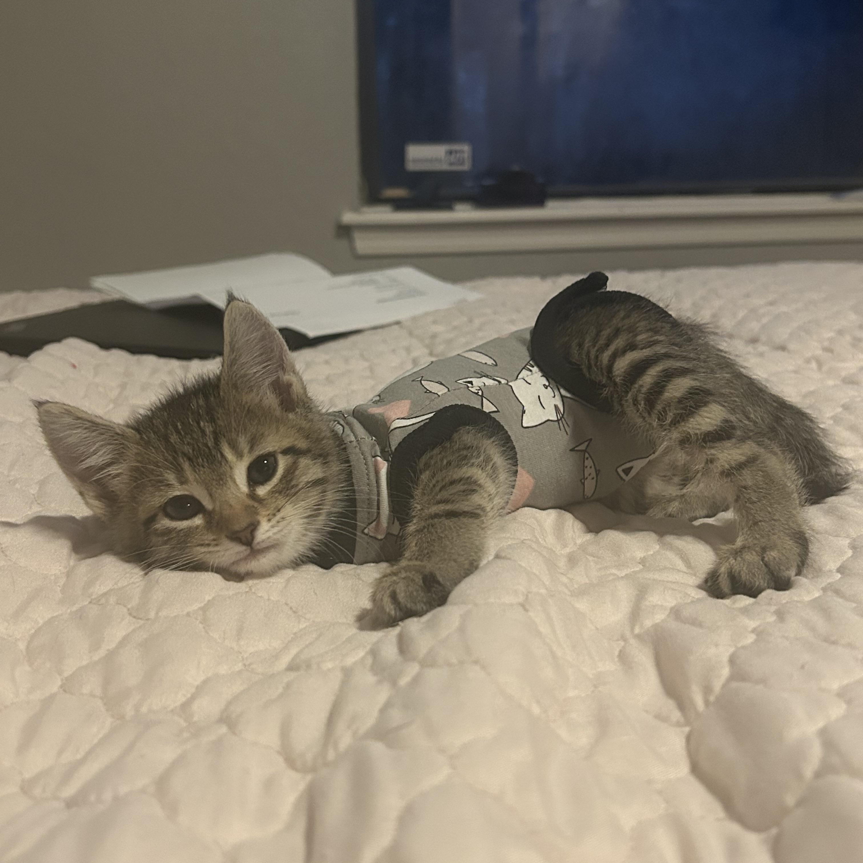Ada, a ADOPTABLE Domestic Short Hair in Tulsa, OK image 4/5