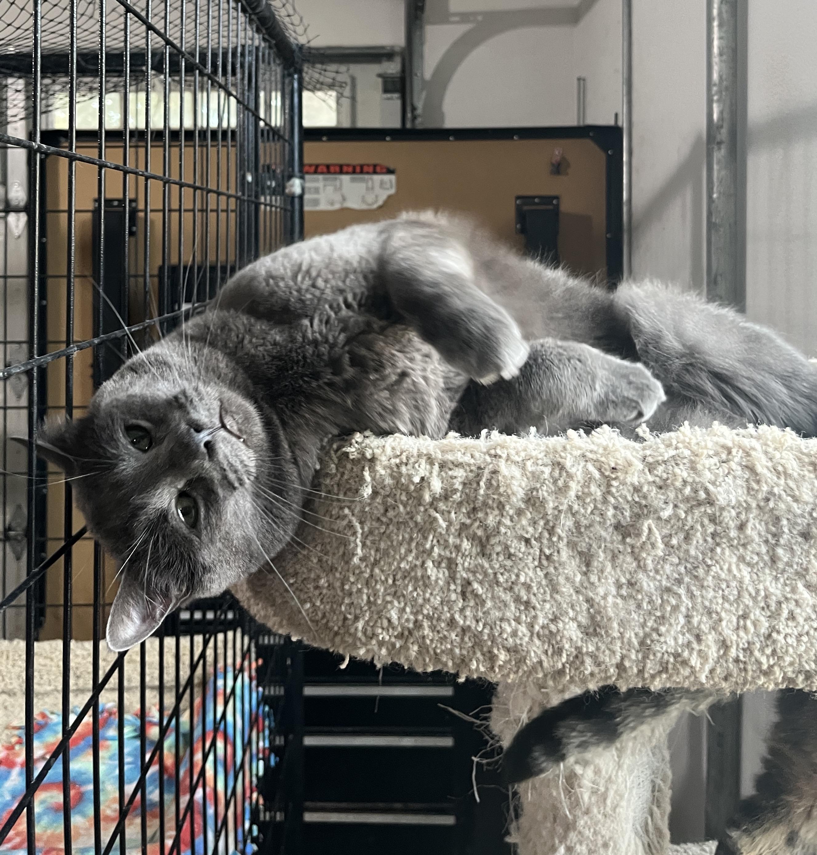 Enlarge Moose, a Adoptable Russian Blue in Gilroy, CA image 1/5
