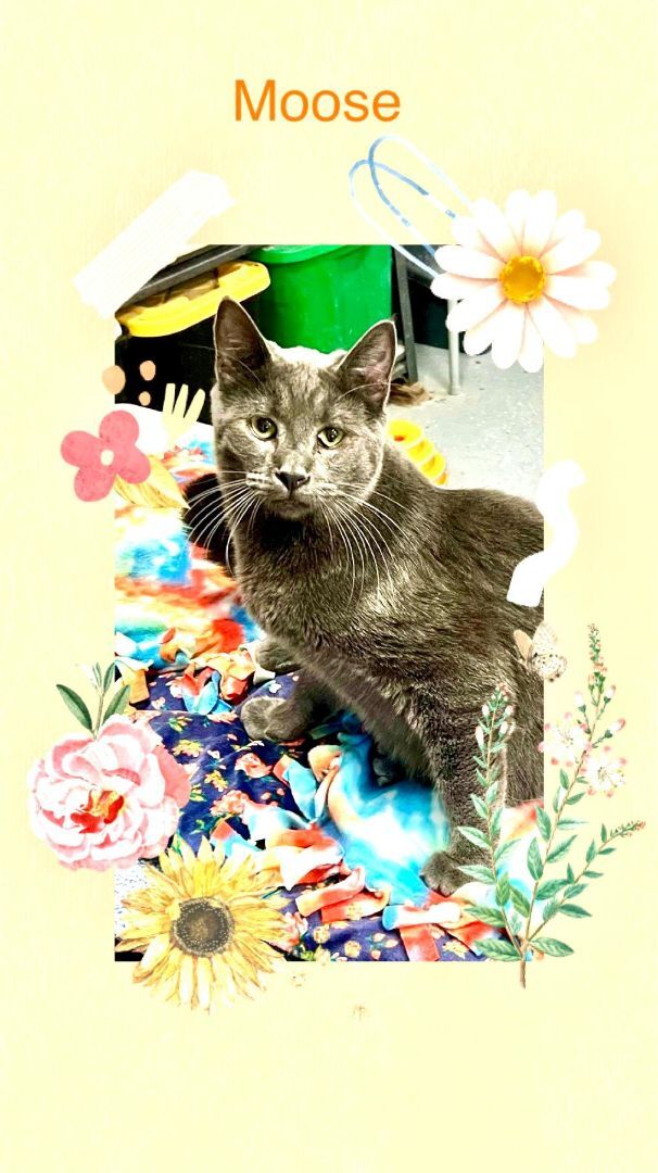 Enlarge Moose, a Adoptable Russian Blue in Gilroy, CA image 5/5