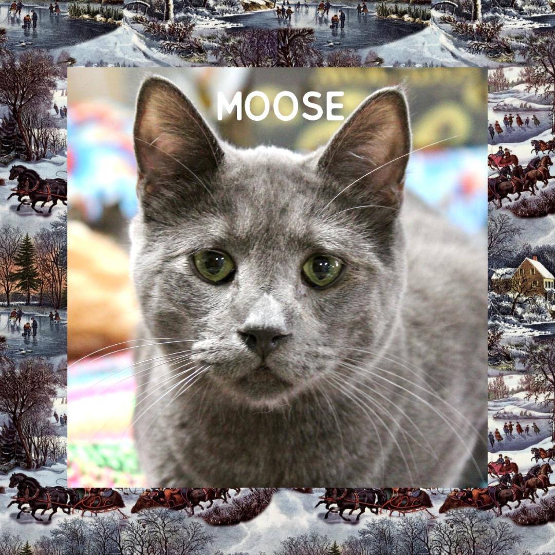 Enlarge Moose, a Adoptable Russian Blue in Gilroy, CA image 4/5