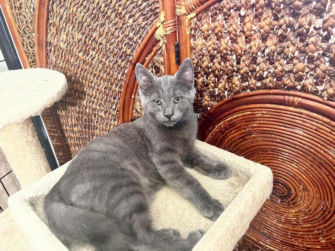 Enlarge Moose, a Adoptable Russian Blue in Gilroy, CA image 2/5