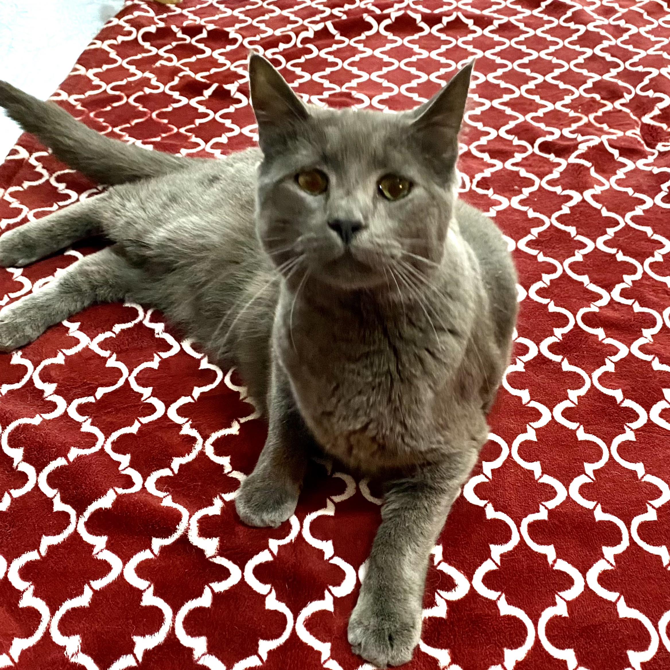 Enlarge Moose, a Adoptable Russian Blue in Gilroy, CA image 3/5