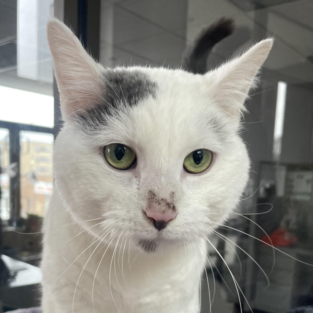 Enlarge Kuzumochi, a Adoptable Domestic Short Hair in Chicago, IL image 1/1