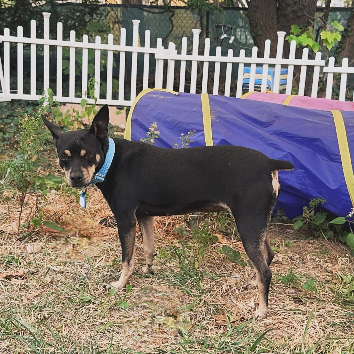 Noel, a Adoptable Miniature Pinscher in Ozone Park, NY image 5/5