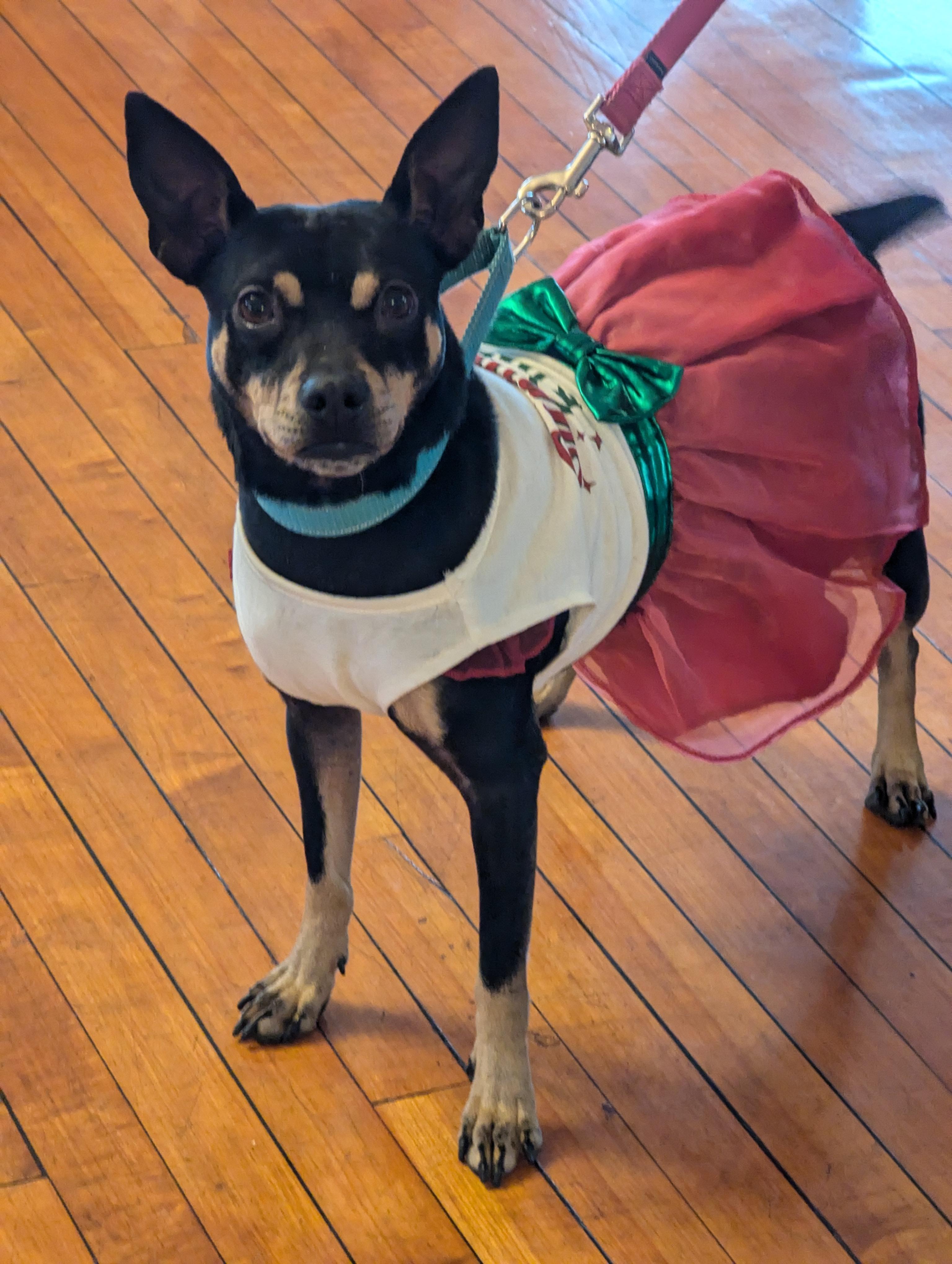Noel, Adoptable, Young Female Miniature Pinscher.