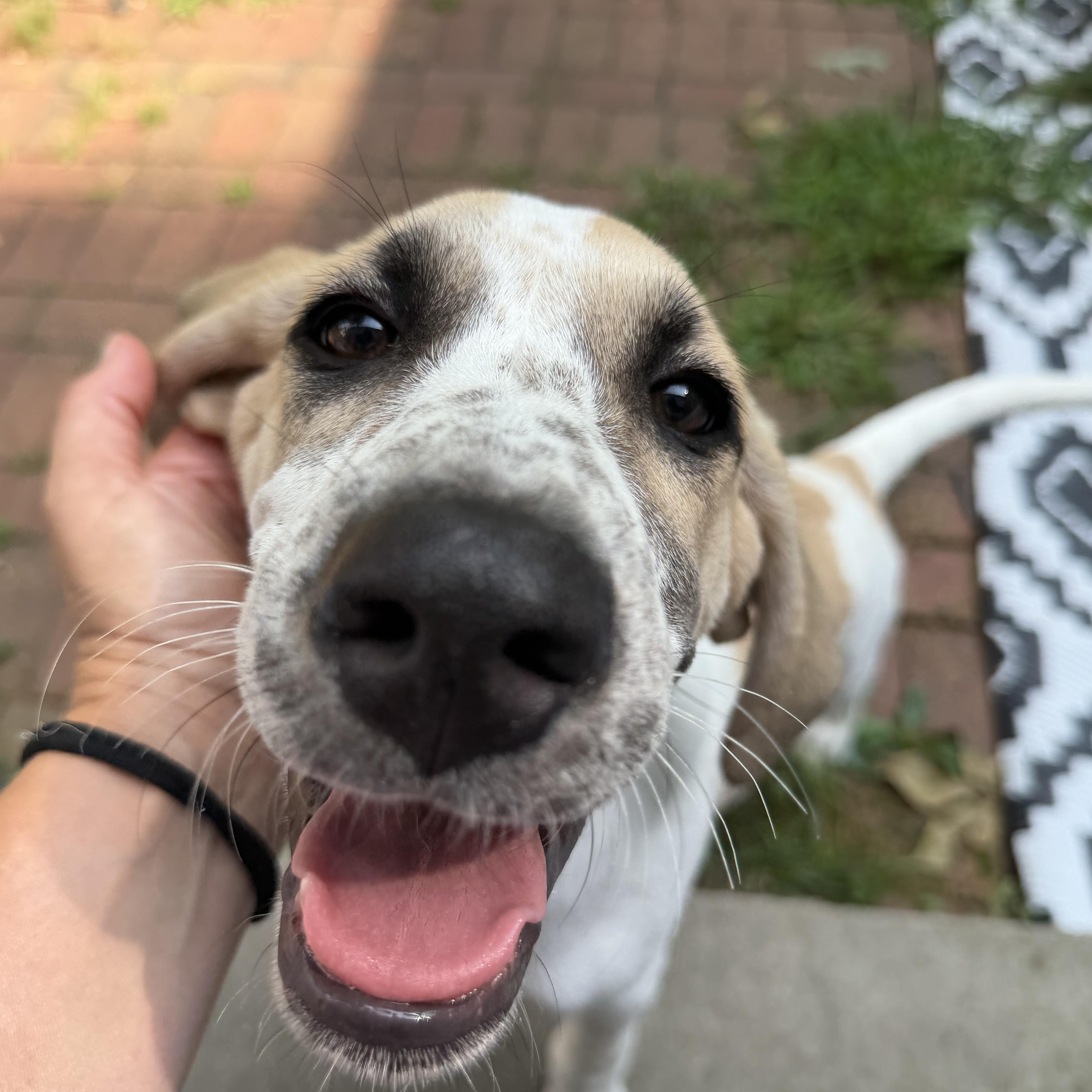 GRETA, a ADOPTABLE mixed breed in Dumont, NJ image 4/4