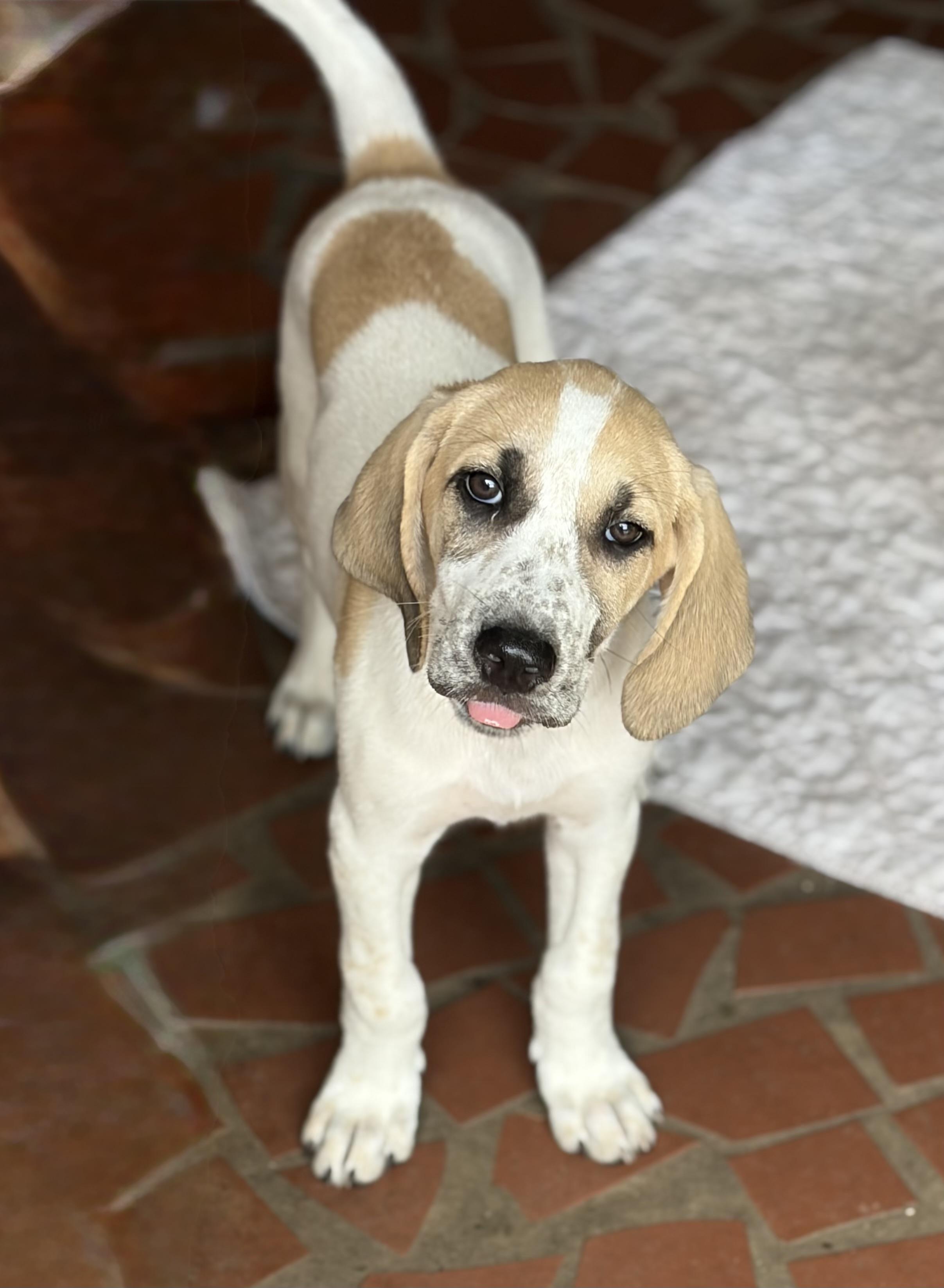 GRETA, a ADOPTABLE mixed breed in Dumont, NJ image 3/4