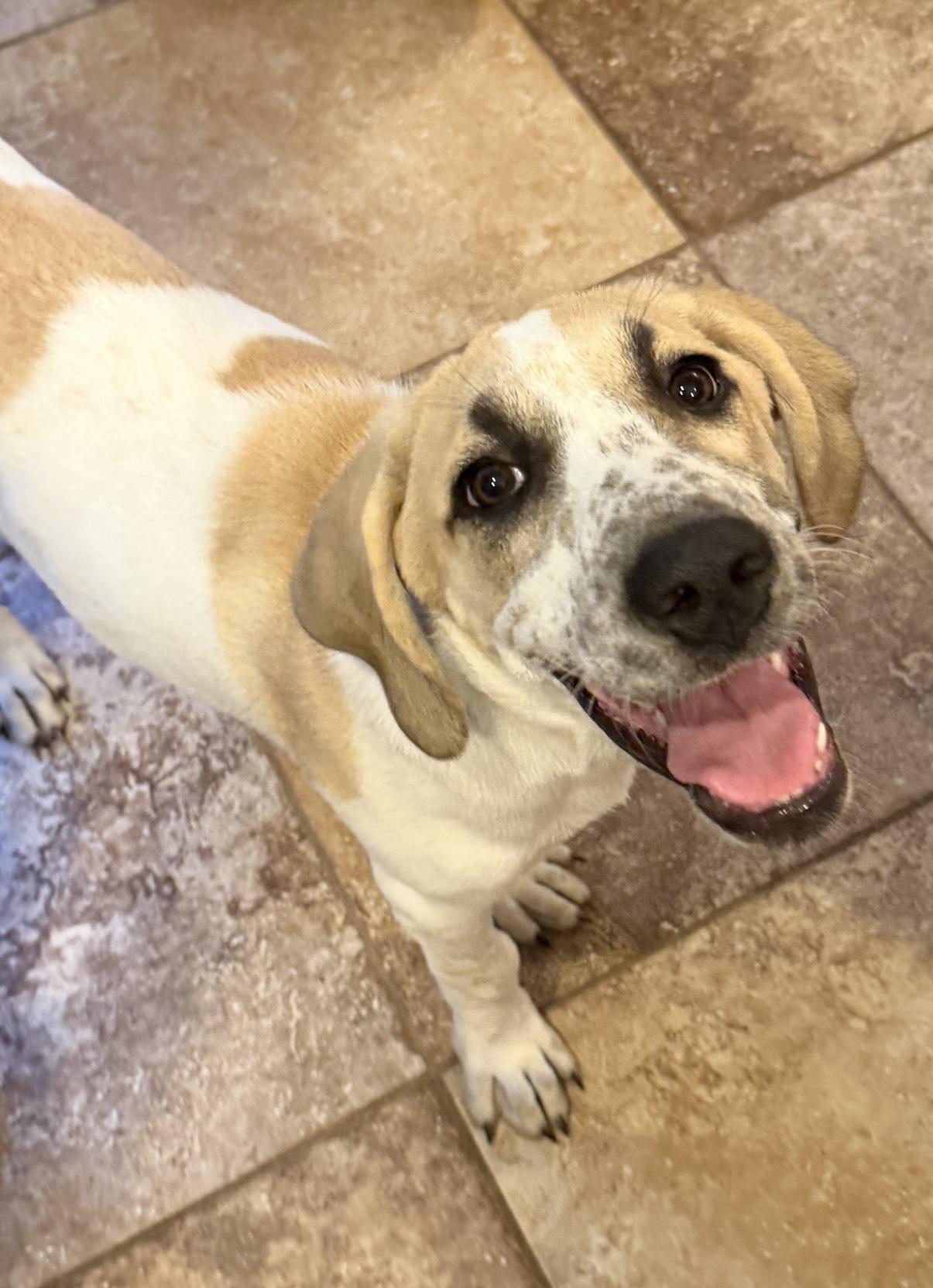 GRETA, ADOPTABLE, Puppy Female Hound & Mixed Breed.