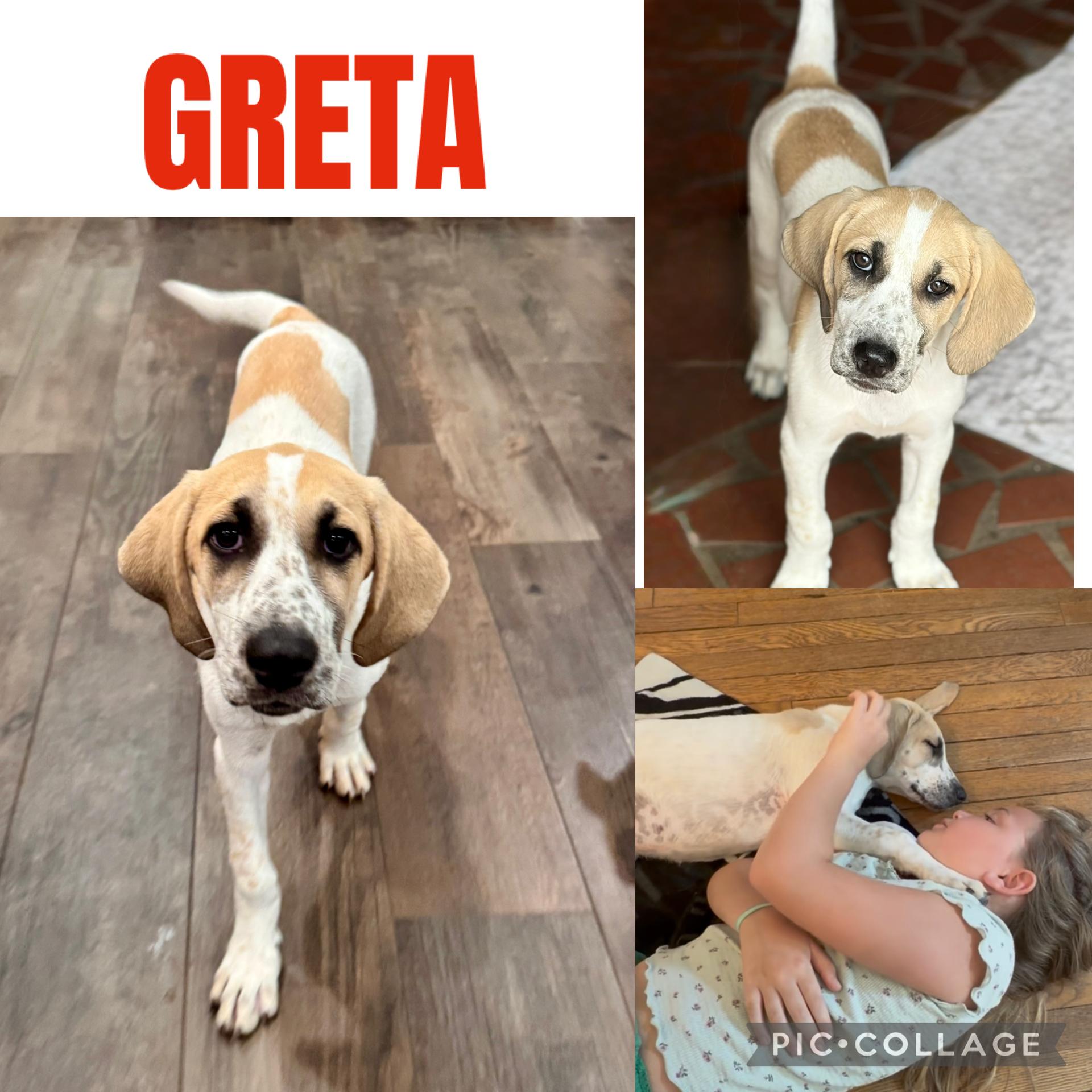 GRETA, a ADOPTABLE mixed breed in Dumont, NJ image 2/4