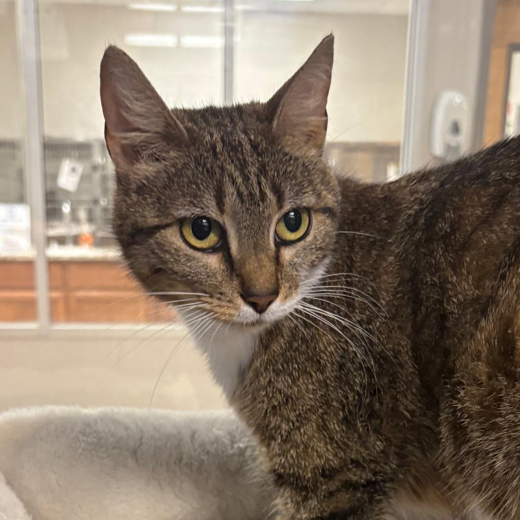 Enlarge Simone - 032413U, a Adoptable Domestic Short Hair in Tupelo, MS image 1/3
