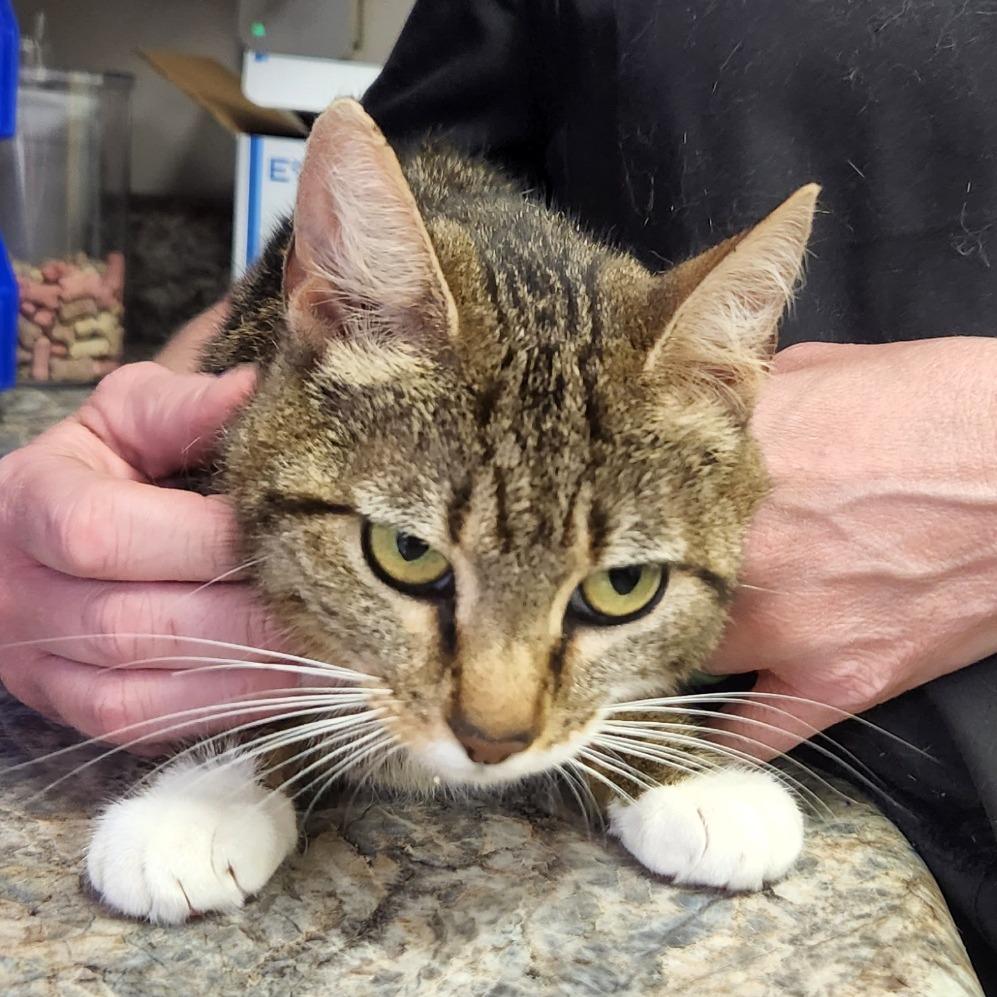 Enlarge Simone - 032413U, a Adoptable Domestic Short Hair in Tupelo, MS image 2/3