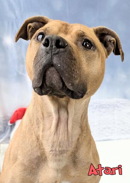 Atari, Adoptable, Adult Female Pit Bull Terrier & Mixed Breed.