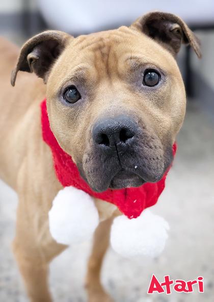 Enlarge Atari, a Adoptable mixed breed in Mason, MI image 1/1