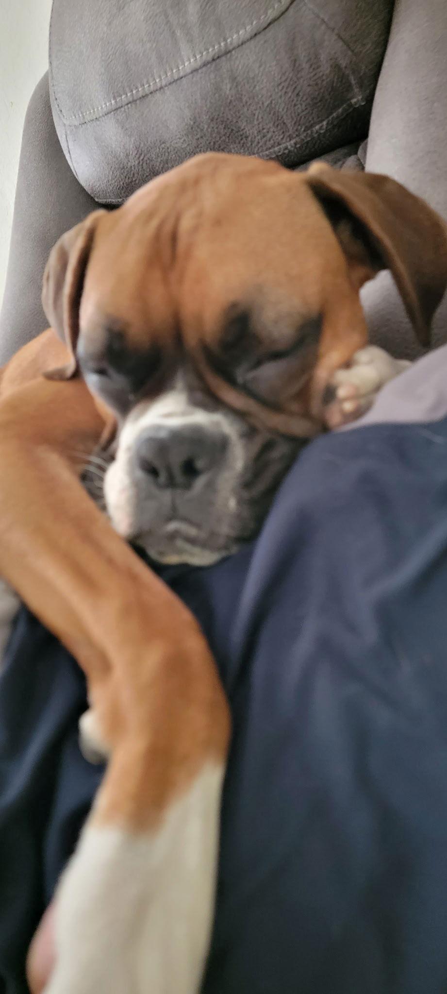 Oaklee F25-023, Adopted, Young Female Boxer.