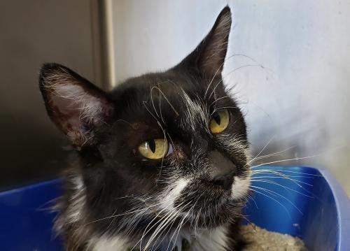 Enlarge Lucky, a Adopted Domestic Long Hair in Stockton, CA image 1/2