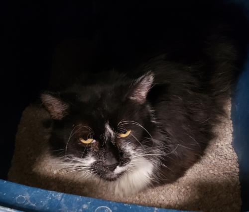 Enlarge Lucky, a Adopted Domestic Long Hair in Stockton, CA image 2/2