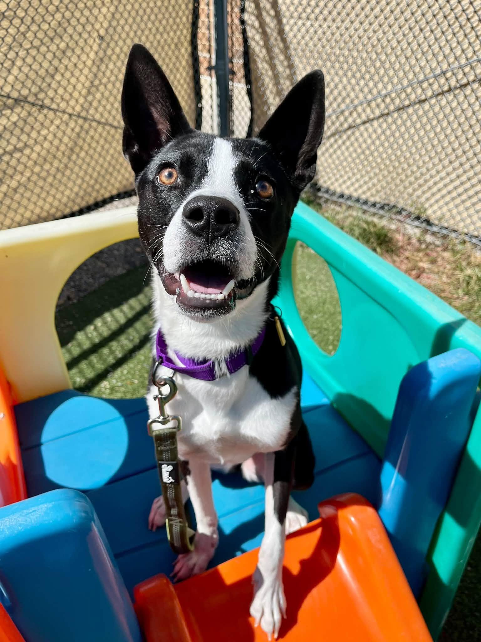 Enlarge Mab, a Adoptable mixed breed in Cleveland, OH image 4/6
