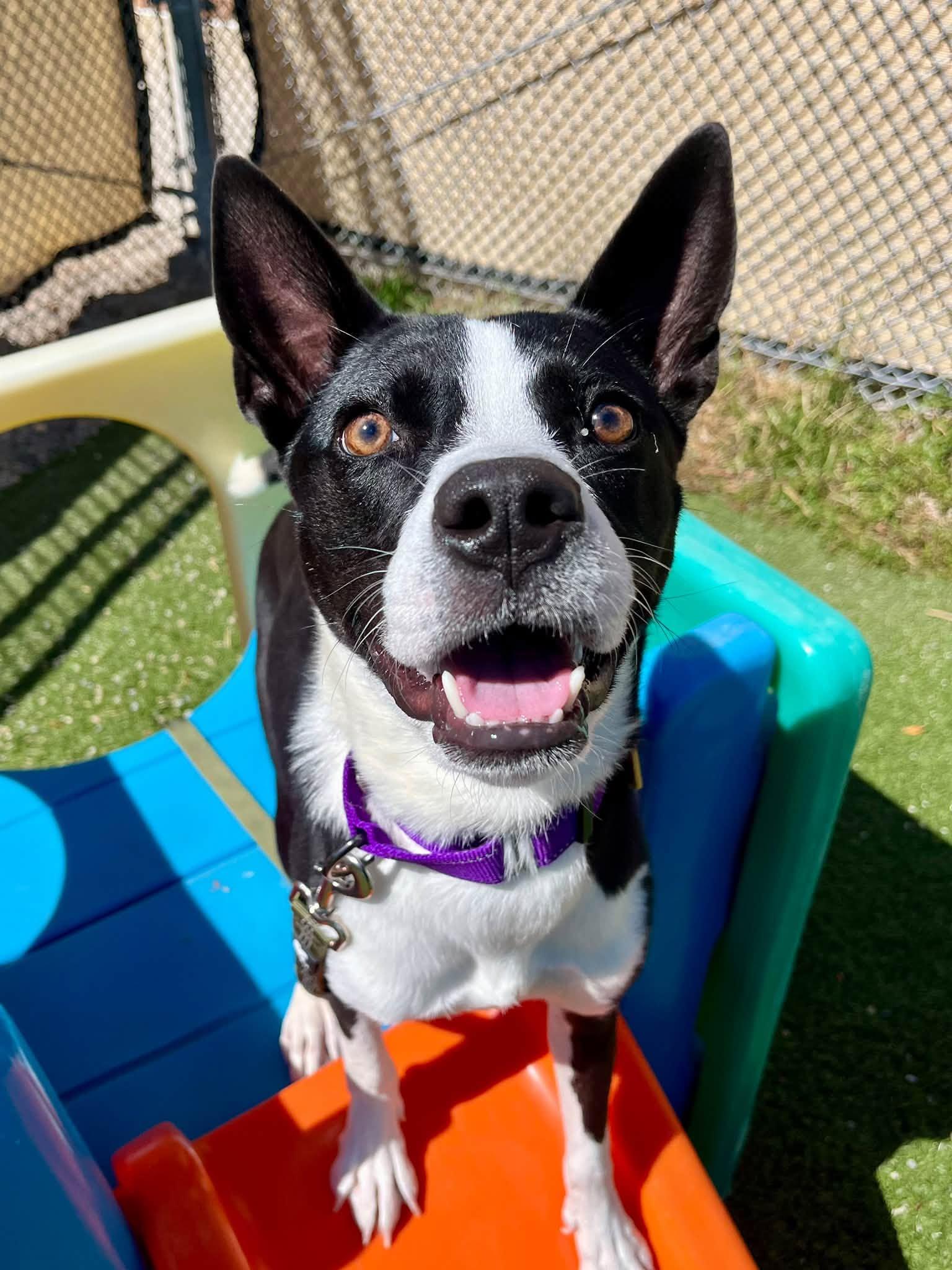 Enlarge Mab, a Adoptable mixed breed in Cleveland, OH image 2/6