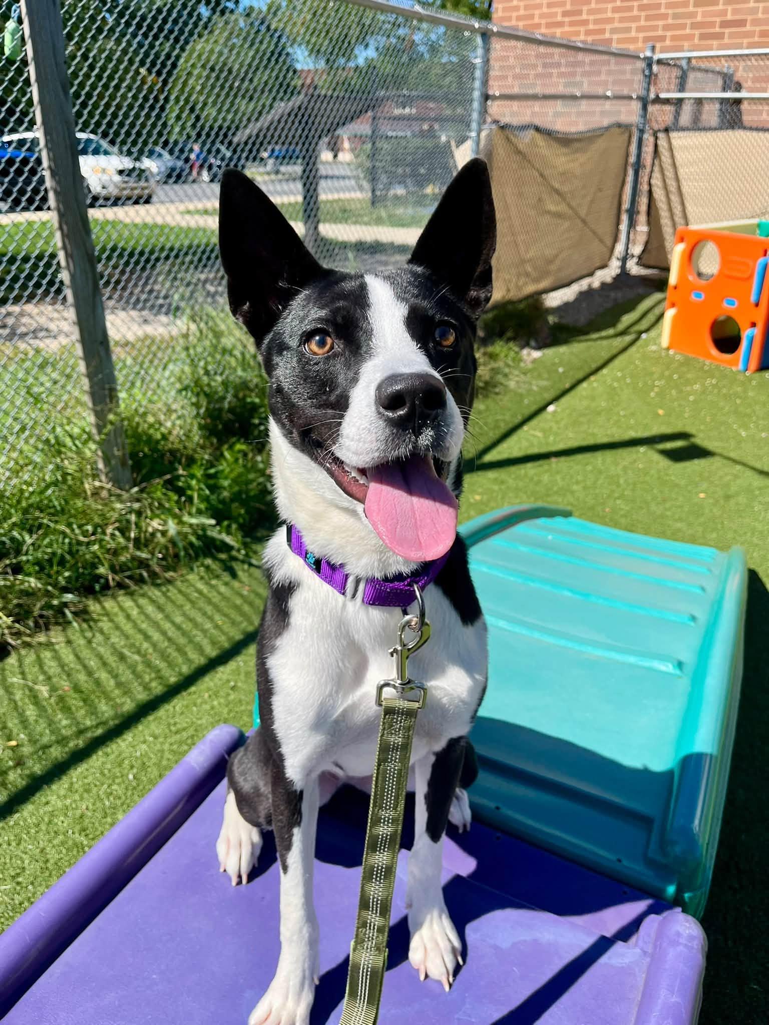 Mab, Adoptable, Puppy Female American Staffordshire Terrier & Siberian Husky.