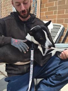 Enlarge Mab, a Adoptable mixed breed in Cleveland, OH image 6/6