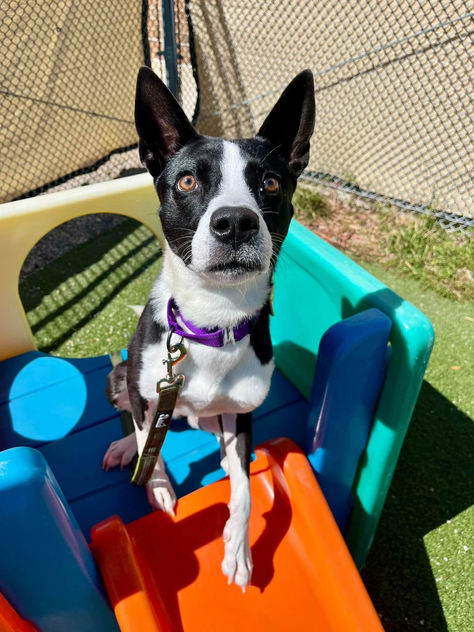 Enlarge Mab, a Adoptable mixed breed in Cleveland, OH image 3/6