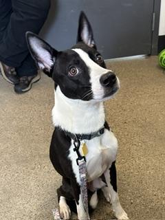 Enlarge Mab, a Adoptable mixed breed in Cleveland, OH image 5/6