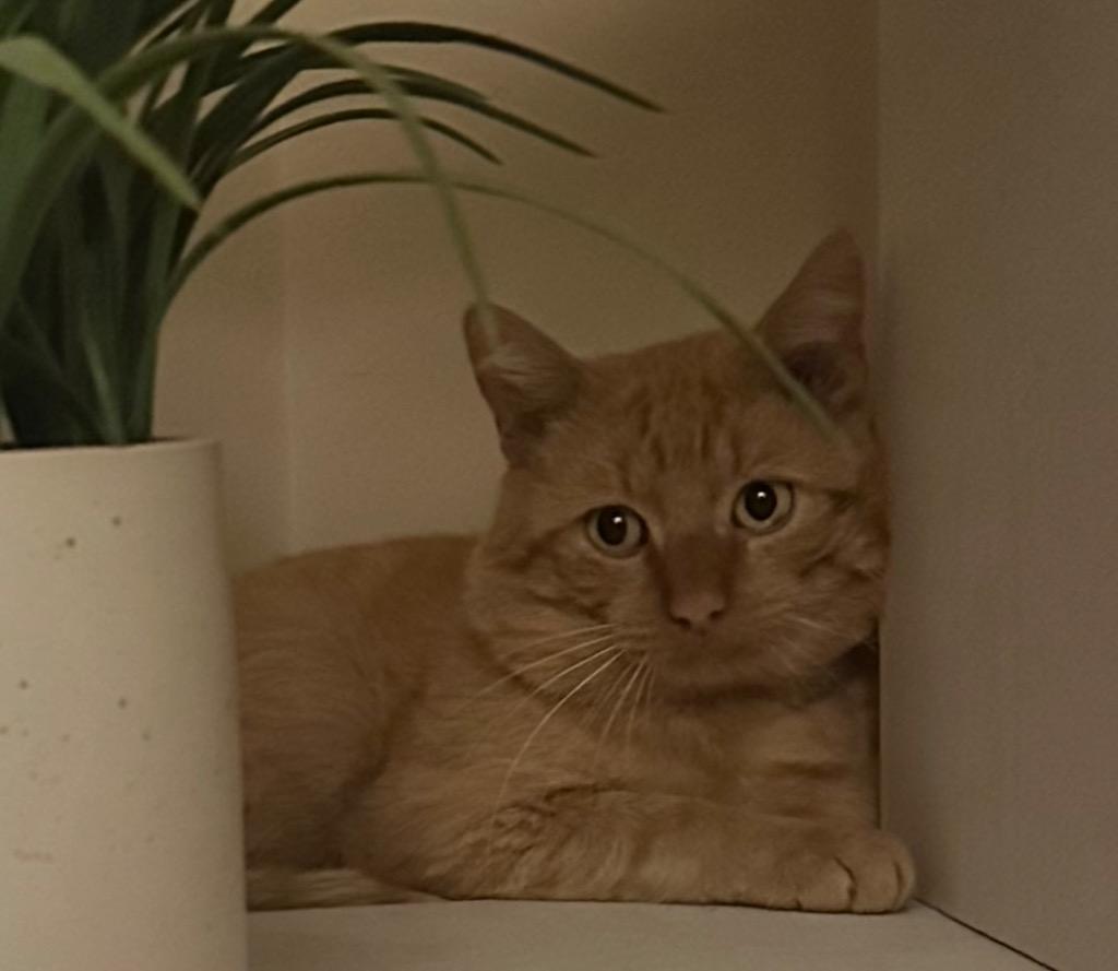 Potter, Adoptable, Young Male Domestic Short Hair.